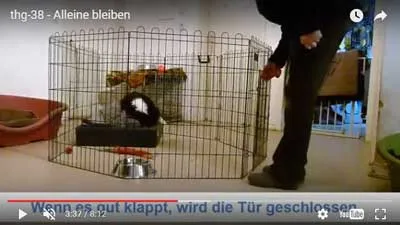 Videolektion Alleine bleiben mit Welpe im Laufgitter aus dem Traumhund Generator von Claudia Hußmann