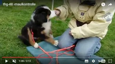 Videolektion Maulkontrolle mit einem Welpen aus dem Traumhund Generator von Claudia Hussmann
