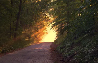 Waldweg, auf den am Ende das Sonnenlicht fällt, als Sinnbild für den Weg zur Berufung