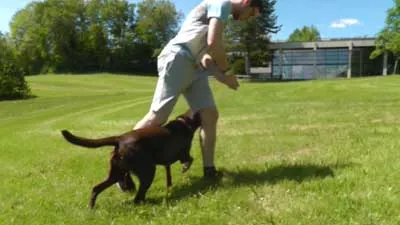 Hundetraining auf einer Wiese beim Test des Online Hundekurses Traumhund Generator