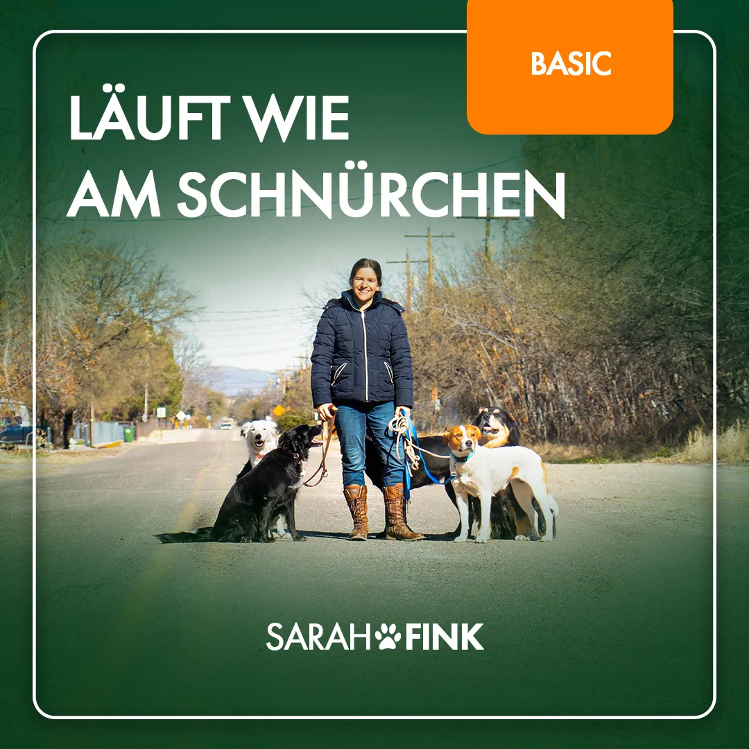 Titelbild des Onlineseminars Läuft wie am Schnürchen mit Sarah Fink und vier angeleinten Hunden