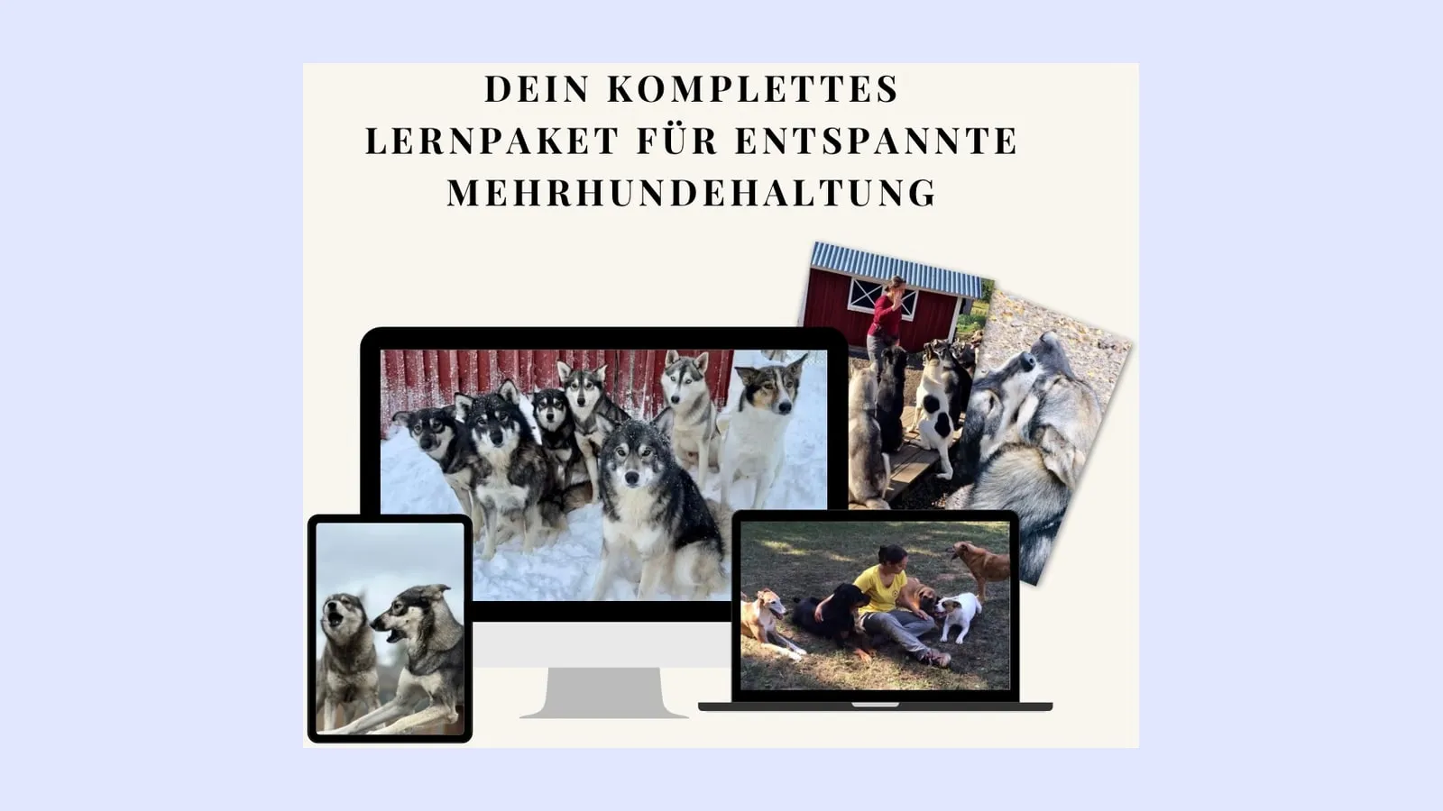 Kursmockup von Mehrere Hunde, ein Team mit Huskys im Schnee auf dem Monitor sowie weiteren Hundebildern auf Tablet und Laptop