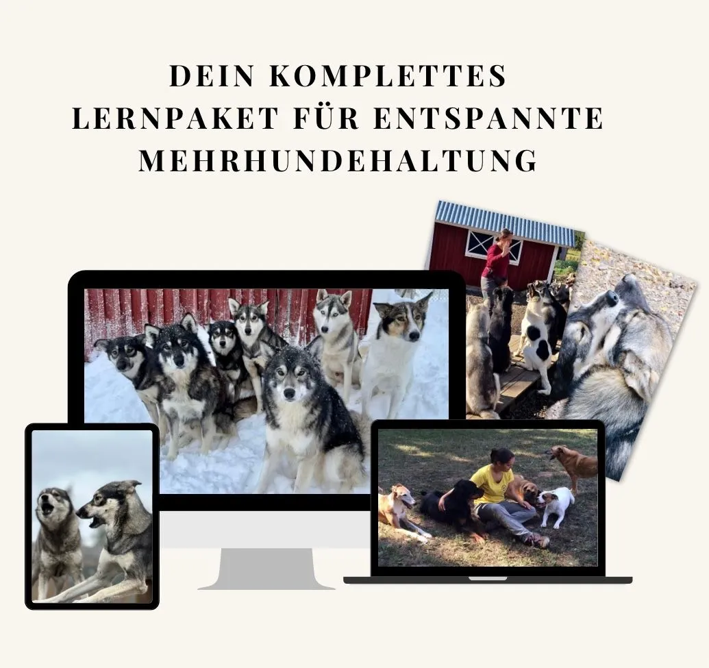Kursmockup von Mehrere Hunde, ein Team mit Huskys im Schnee auf einem Monitor und der Trainerin mit mehreren Hunden auf einem Laptop