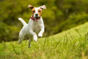 Jack Russell Terrier springt beim Hundetraining fröhlich über eine Wiese