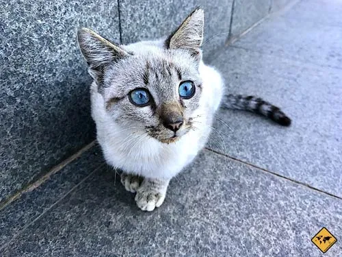 Porträtfoto einer weißen Katze mit blauen Augen auf grauem Steinboden, aufgenommen mit dem iPhone 7